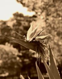 Bird Flower